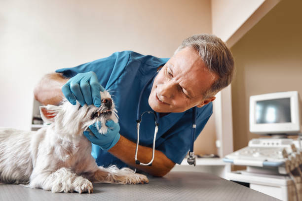 Best Dental Abscess Treatment in Green River, WY